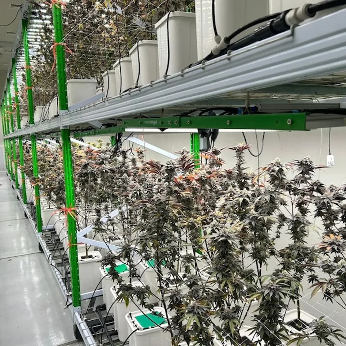 Weedza GACP 認證大麻農場室內種植區